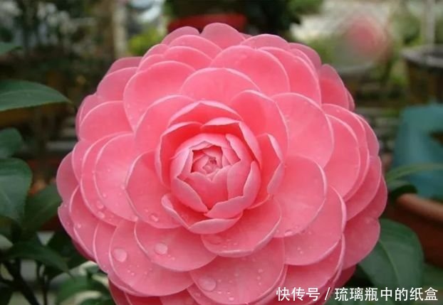 家养3种花,好打理,易爆盆,花开不断,还能旺财