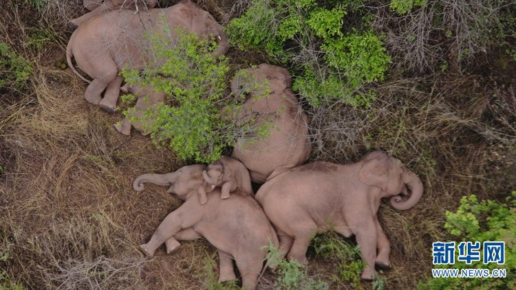 生物多样性公约|【COP15短视频里看世界】——万物栖息之地 大美多彩云南