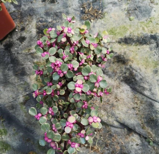 养多肉雅乐之舞，做好5要点、注意3事项，叶片嘭嘭肥起来，美极了