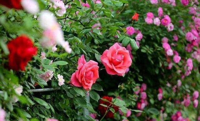 适合在家门口种的、花期长的花有哪些