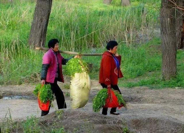 中年|告诫：五种野菜，请停止食用！春来野菜香，记住“3不吃，4不挖”