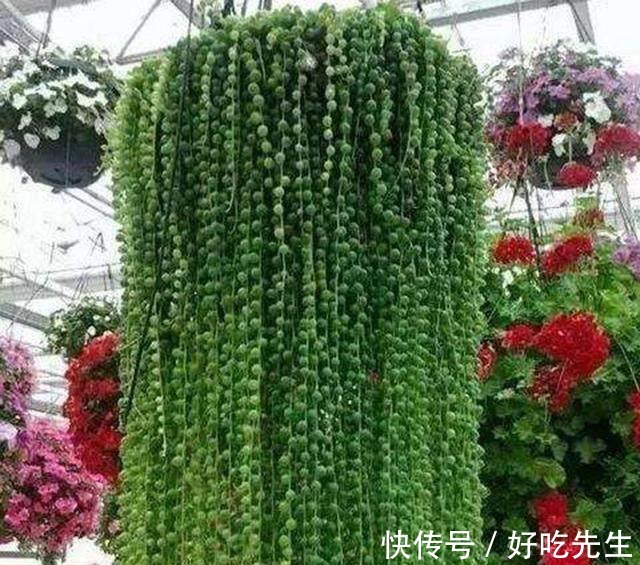 客厅|养这三种吊兰,美翻你的客厅,随便一插就能活,根本不用买!