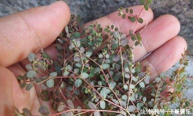 极品|这东西,人称“血见愁”,属极品中药,却被当成害草除掉,可惜了