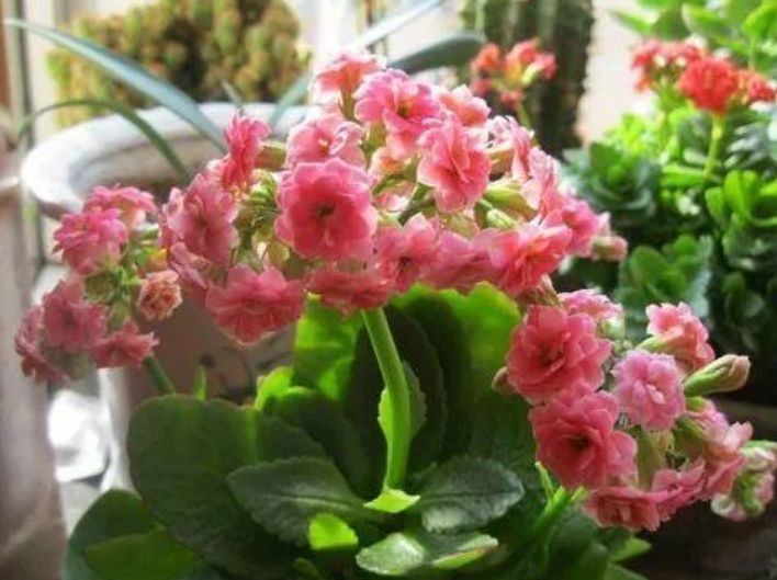 这些花放在阳台养,花开满盆花香四溢,花艳美人惹人喜爱