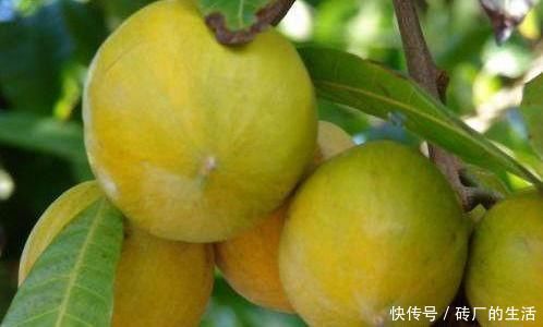 含有|女性抗衰先會(huì)吃，常吃3種食物，淡化色斑，延緩衰老，美白肌膚