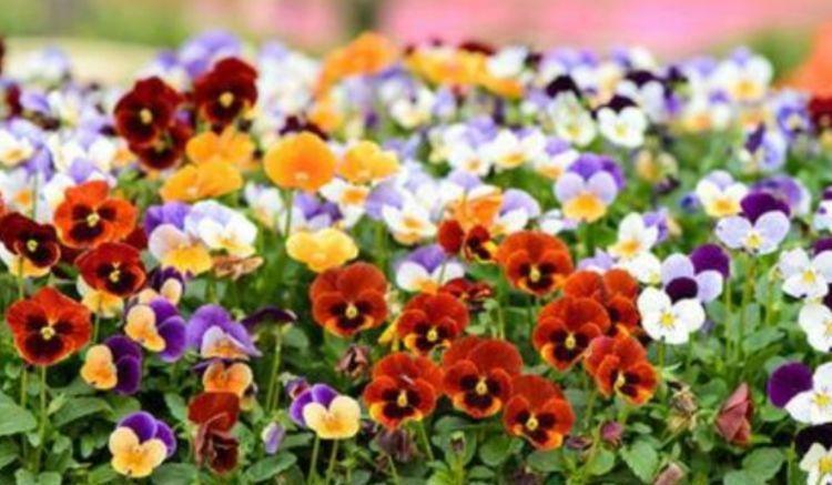 几款花卉,花开繁盛花香怡人,花朵层层交叠,烂漫迷人眼