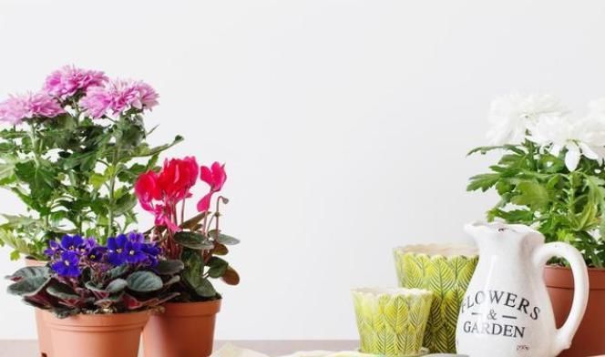 卧室不能养3种花,危害巨大隐患多,没地方摆也不要摆卧室