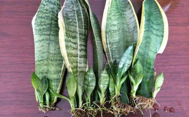 养虎尾兰，一个小技巧，长得快、侧芽多、叶厚实，3个月长爆盆