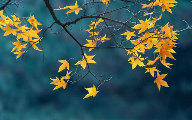 拿下|小伙子靠这诗打败26万首作品拿下大奖,仅24字,获北大教授点赞