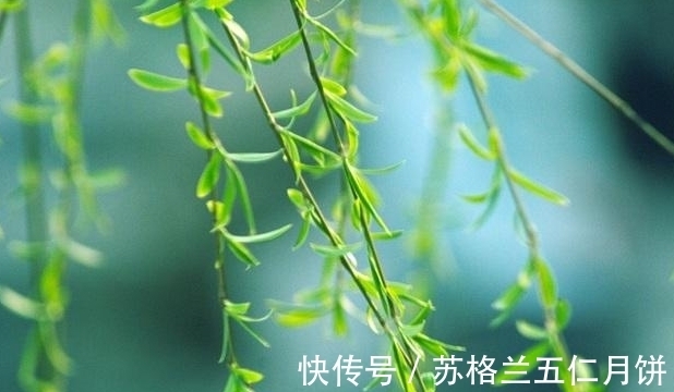 咏柳@诗词欣赏/七绝.别有情怀咏冬柳(附悬联并求对)