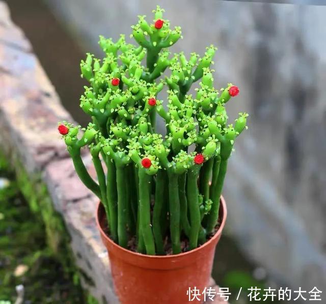 家里养几盆光棍树,清雅又别致,新手也能轻松上手