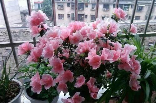 保湿|塑料袋你都扔了真可惜,它可是养花的好宝贝,养一盆旺一盆