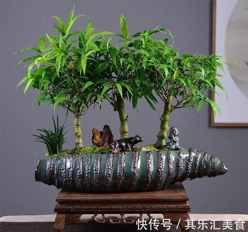 家中养“5种竹”,富贵不俗,护家祥瑞,好日子节节高升