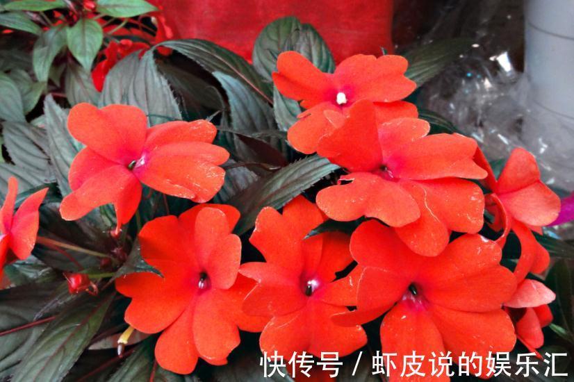 立冬之前,客厅摆上这几种“吉祥花”,寓意红红火火大吉大利