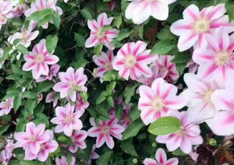 家养这些植物,阳台开出花海,丢盆里不用管都照样开花爆盆!