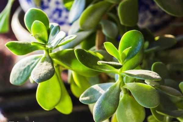 四季最好养的植物非它莫属，零基础的养花人也可以尝试，懒人大爱