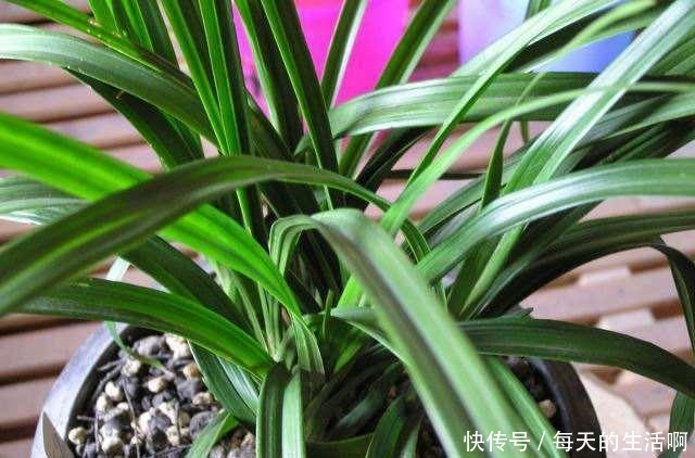 兰花即将进入发新苗的好时间,掌握4个“妙招”,苗数能翻倍!