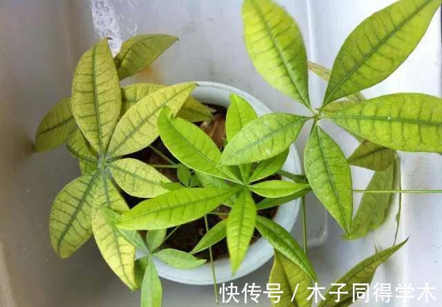 养花|新手养花“黑名单”,买了也养不活,谨慎买这些花