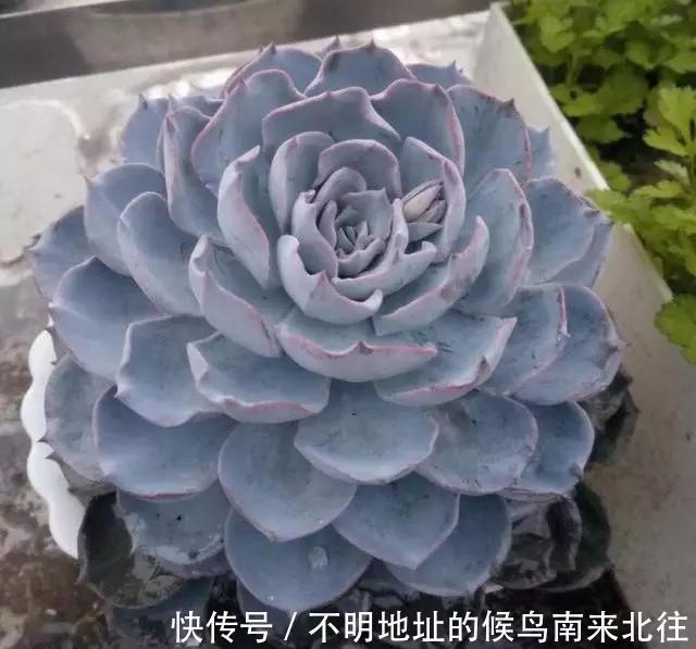 60种多肉图鉴及养护要点,1分钟学会,超全超实用!
