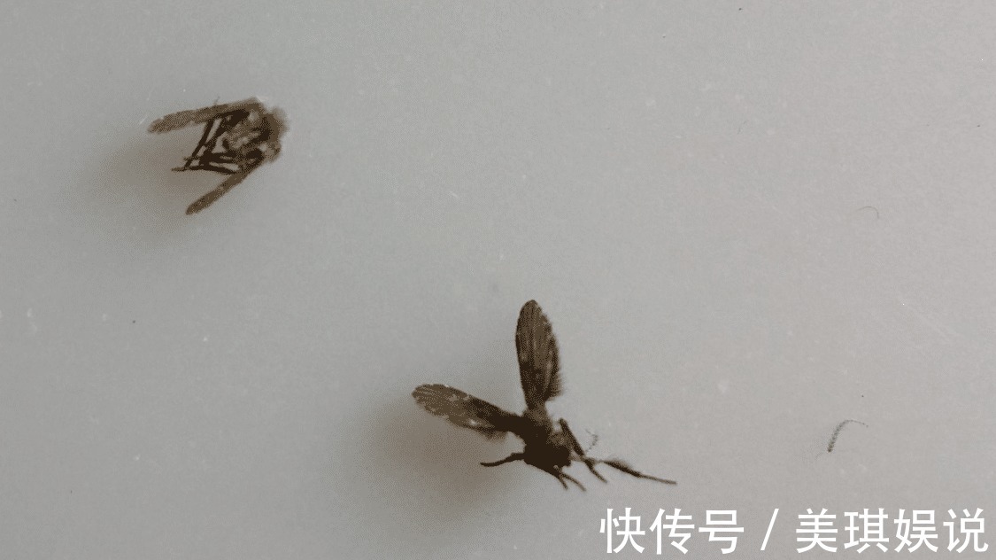 妙招|卫生间潮湿,会有很多小飞虫,大家有什么妙招可以解决?