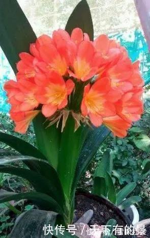 把它倒在花盆里,君子兰疯长如野草,一次能开30多