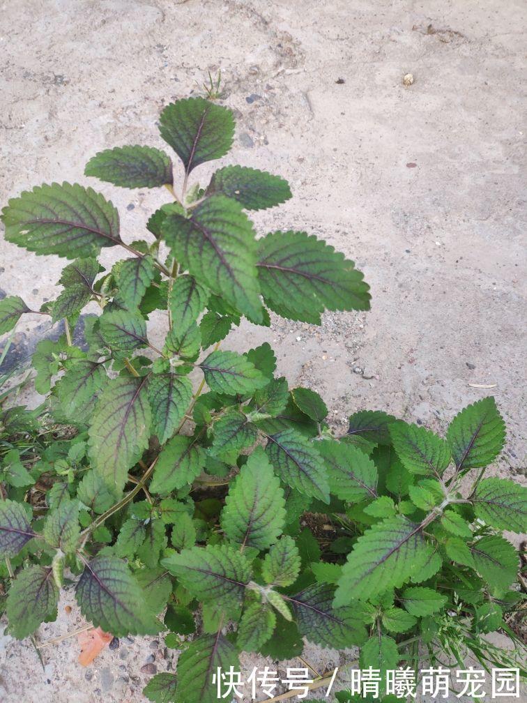 紫色|农村常见的5种野生蔬菜,城里人贼喜欢,健康美味有营养