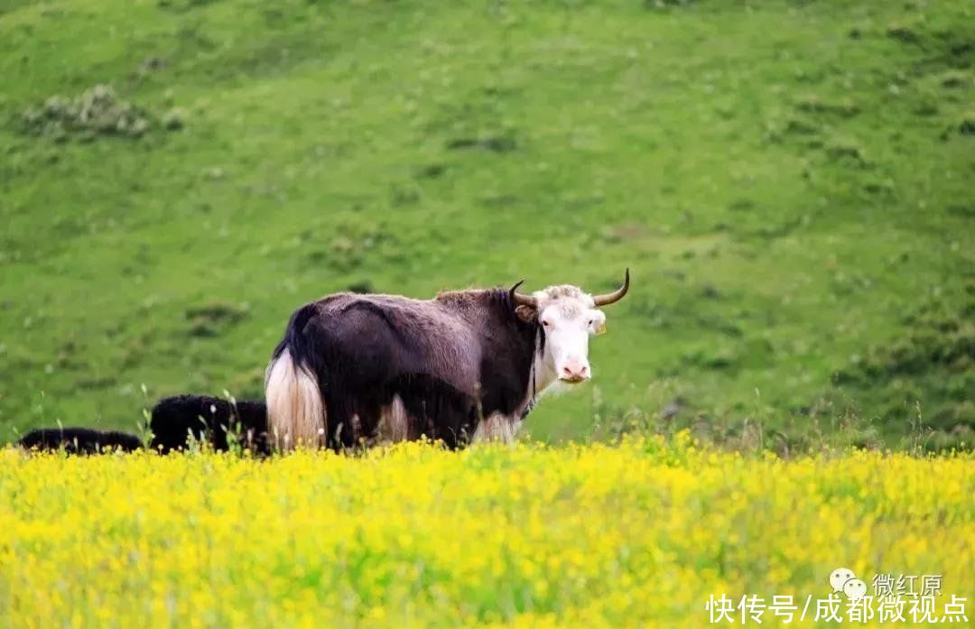 黄河奔腾到此，迂回蜿蜒出第一道回头湾