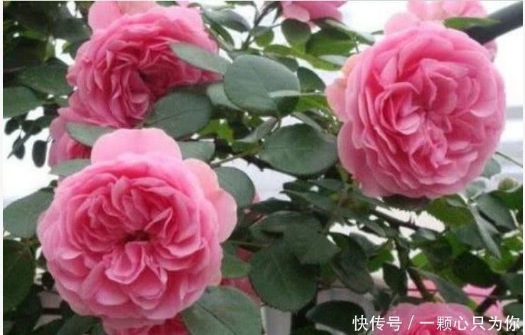 藤本|4种花是花中劳模,开花不断,花期长达200天,阳台养出小花园
