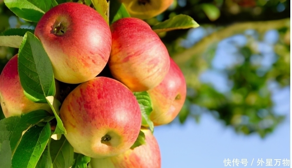 患者|糖尿病患者连水果都不敢碰?不用小心翼翼,吃几种水果稳定血糖