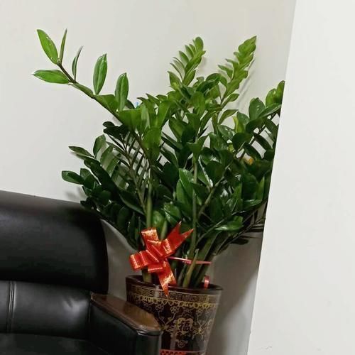 光合作用|5种花平时怕太阳晒,而到了冬天刚好相反,要多晒太阳