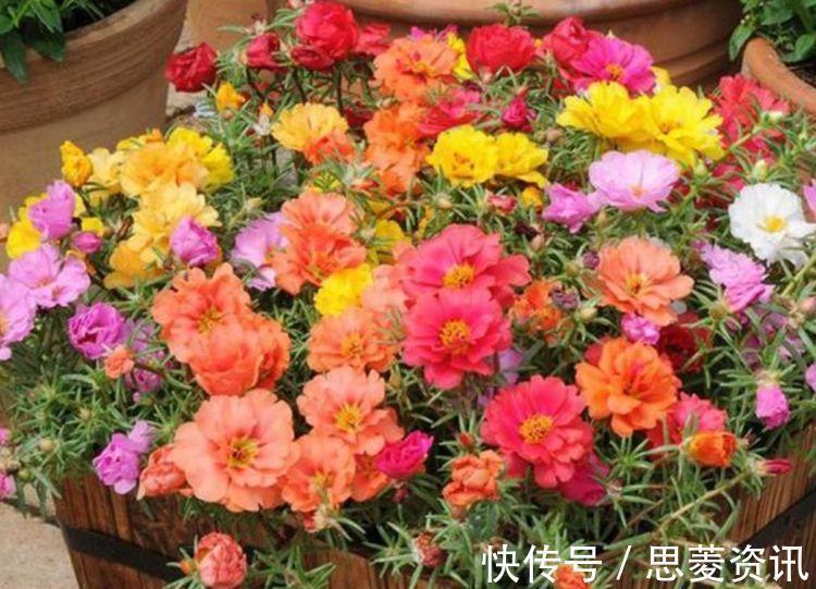 几种花养在家里,一整年都有好运气,开花漂亮财运来,一养就上瘾