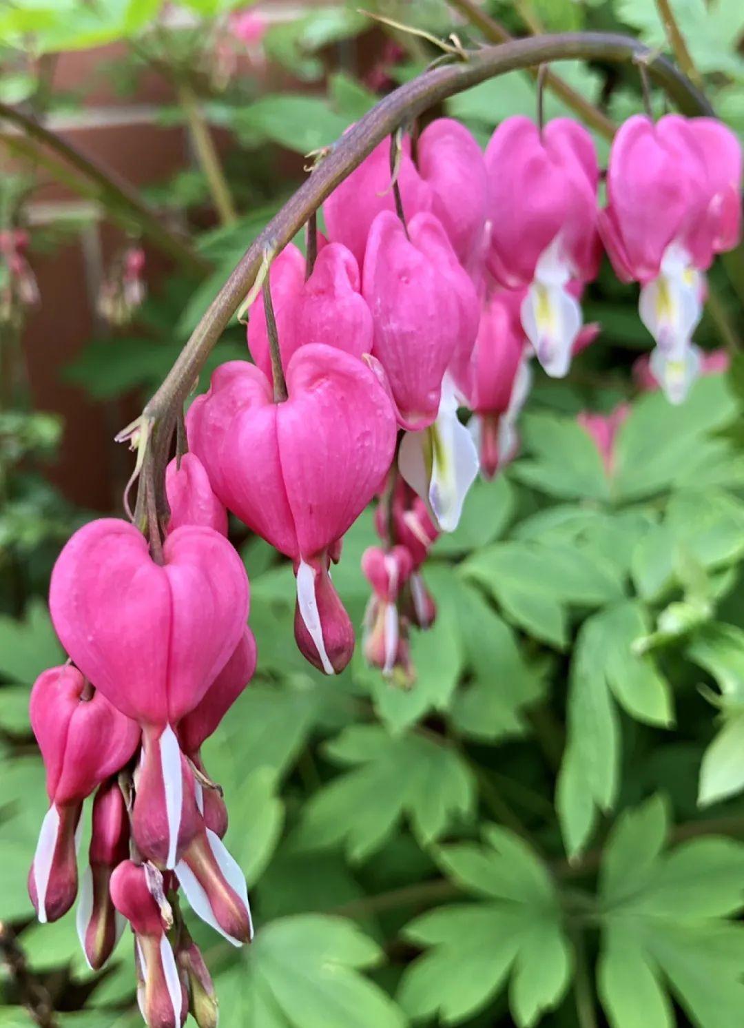 这盆吊兰养2年，年年开满小金鱼，大吉大利好喜气