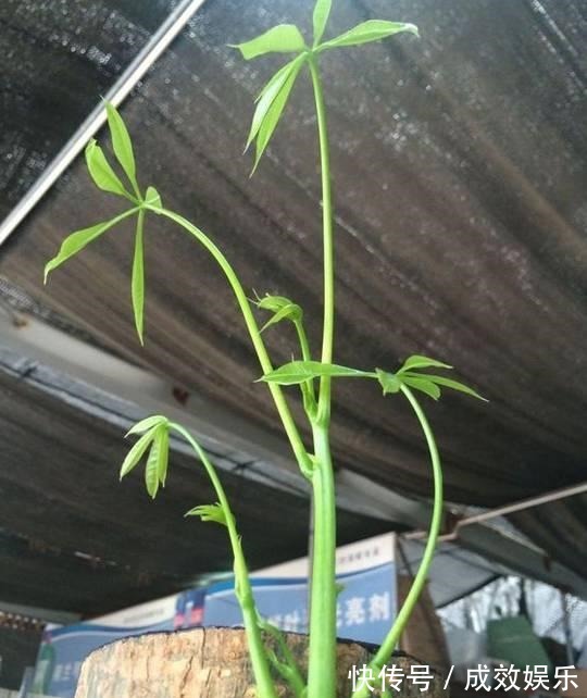 盆栽养花发财树这样养,再也不烂根,开花结果黑油亮