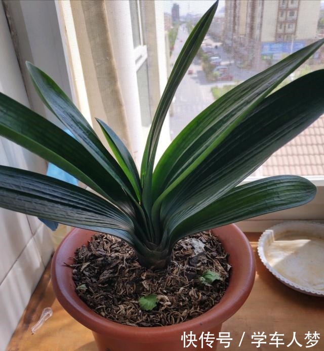 想要君子兰长得好长得快,这4点一定要做足“功课”,不然长不好!