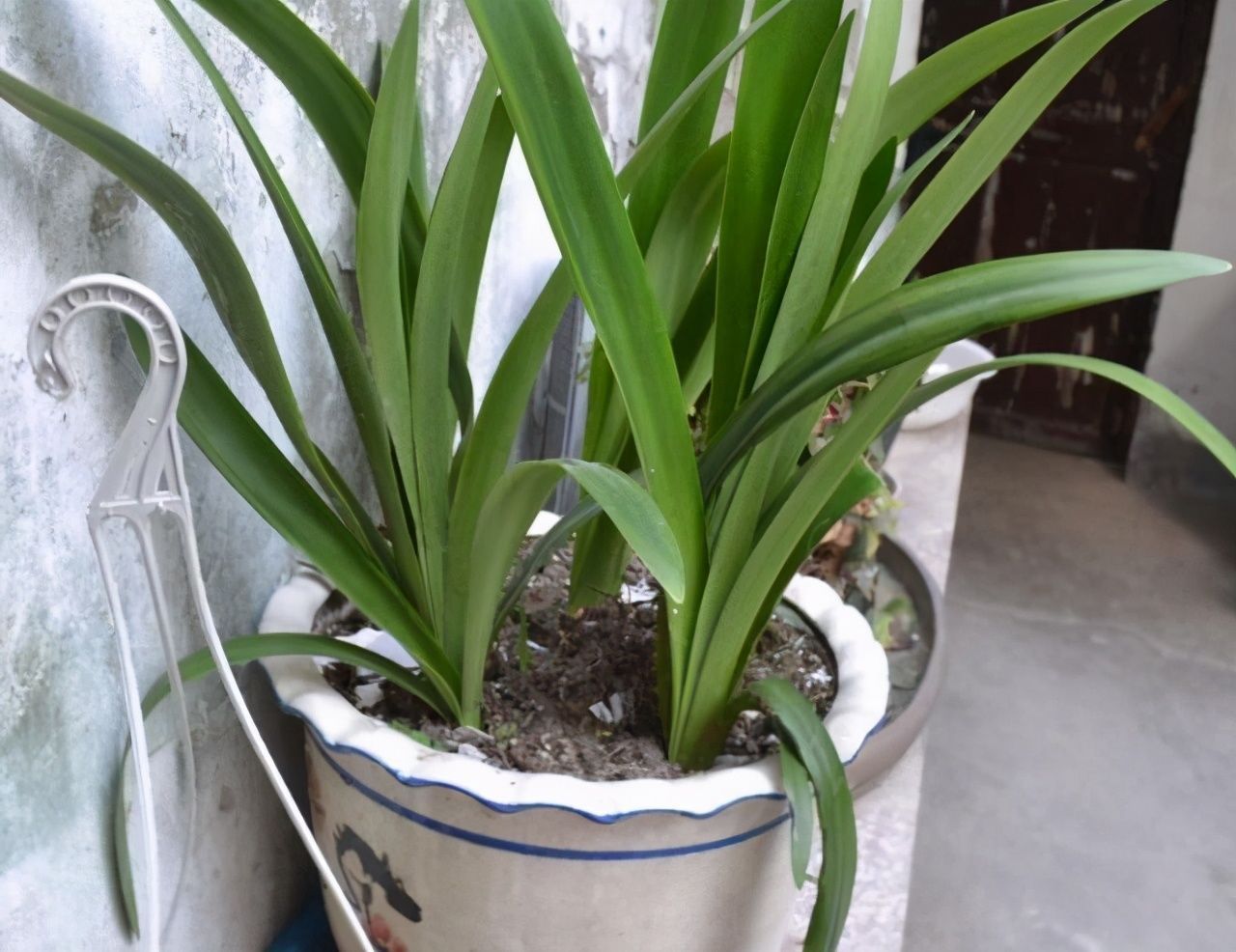 喜阴花卉|卫生间可以养花吗？三种花卉，耐阴好养护正适合