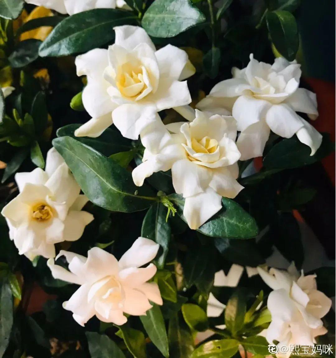 黄叶|给花浇水掺点白醋，植物根比萝卜还粗，健壮不黄叶