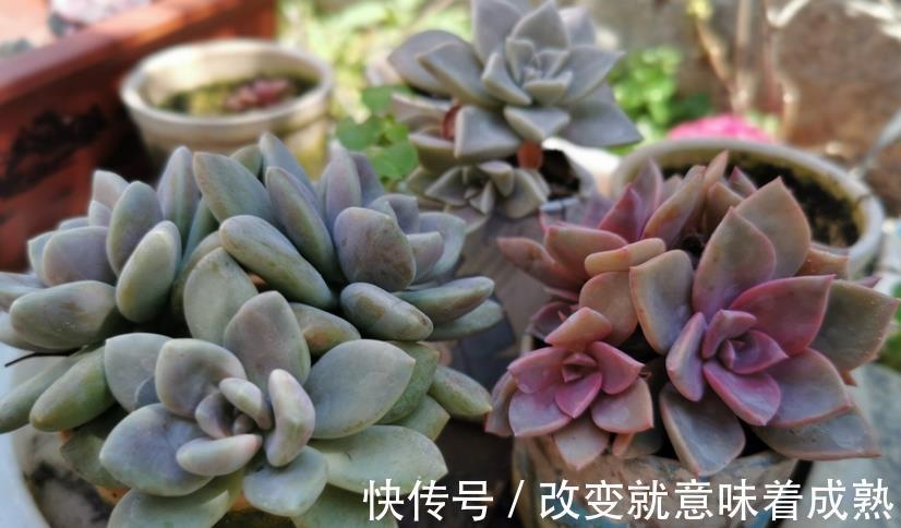 强光|养多肉,新人入坑,记牢这3点,少走弯路,盆栽养得好