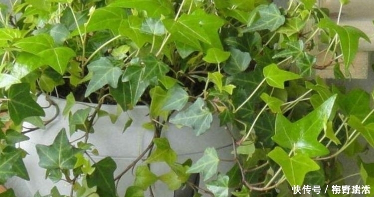 种花|4种花吸甲醛很厉害,养上几盆,消除空气中90%以上的甲醛