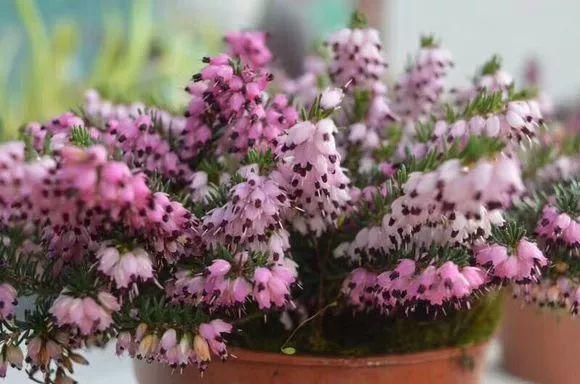 花身材|4种花身材不大,花量却怪“吓人”,深秋花开一大片,美翻了