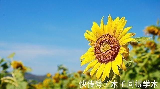 你见过最萌的植物都长什么样,此几种萌得不得了,快瞧瞧吧