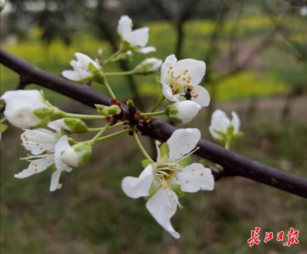 袋鼠|桃李杏梅樱傻傻分不清？专家教你一眼认出樱花