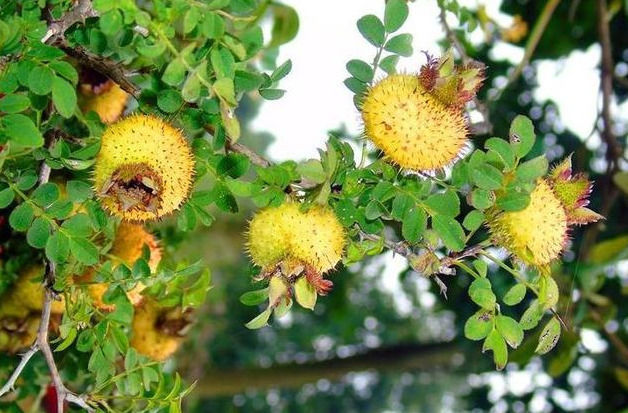 抗衰老|对身体很好的4种食物,夏天坚持吃,排毒燃脂,抗衰老,增强体质