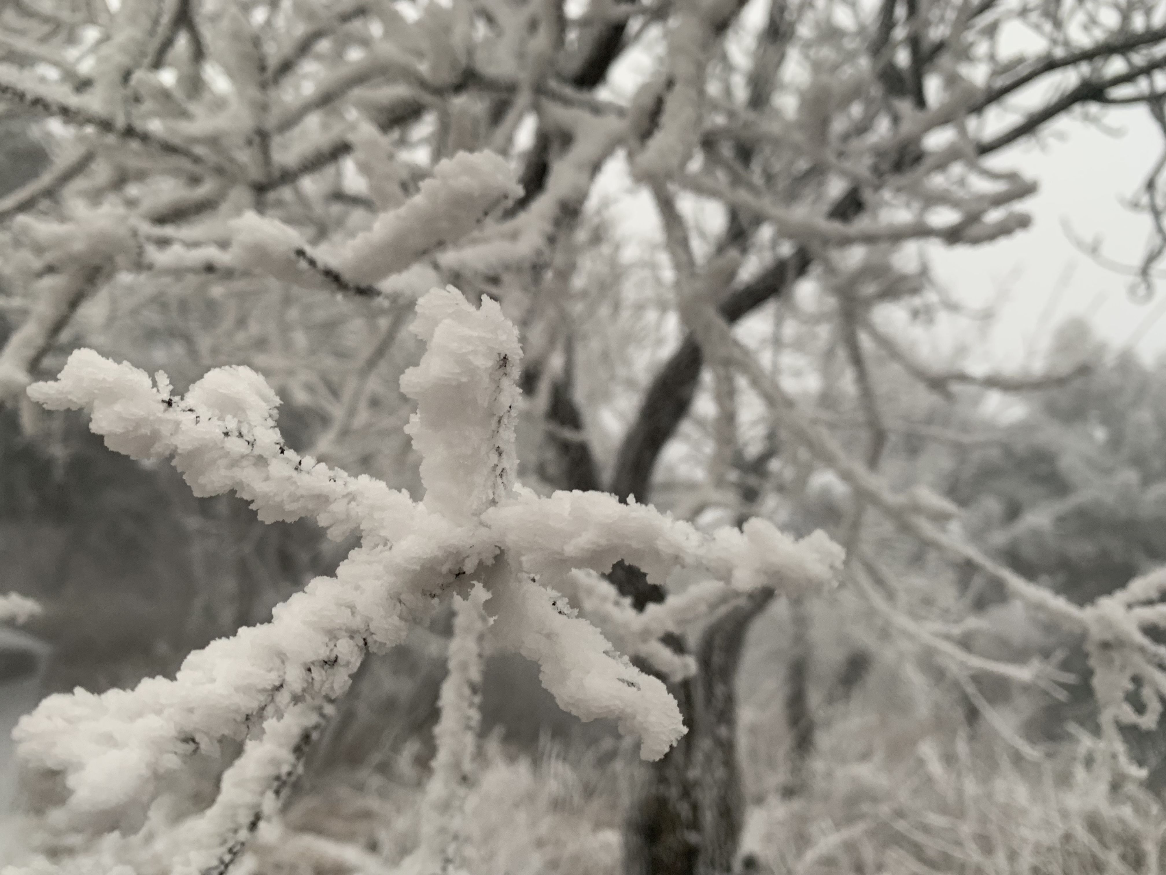 大河报·豫|大范围降雪落中原 中岳嵩山再度现雾凇奇观