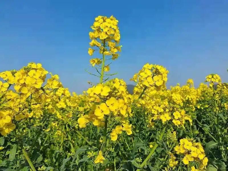 金色|三山响水涧的金色花海来了！