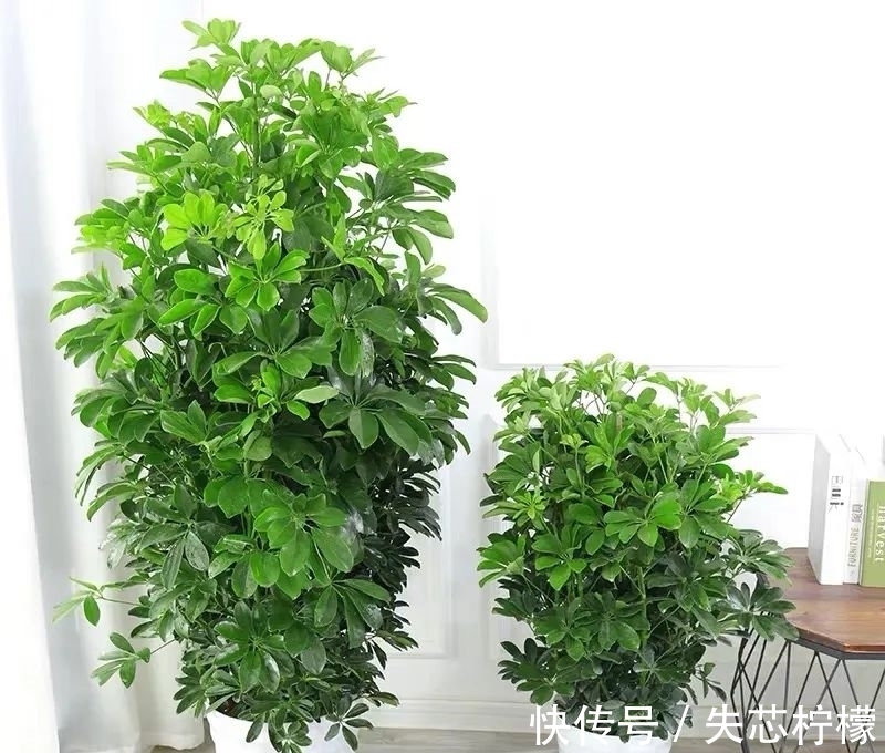 家里养鹅掌柴，早春做好这几件事，叶子绿得发亮，清雅又健康