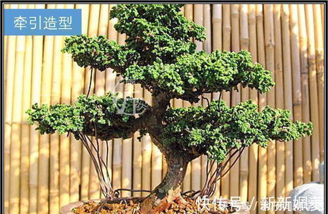 石化|绿海听涛,“桧柏化石”石化桧盆景的养护与创作