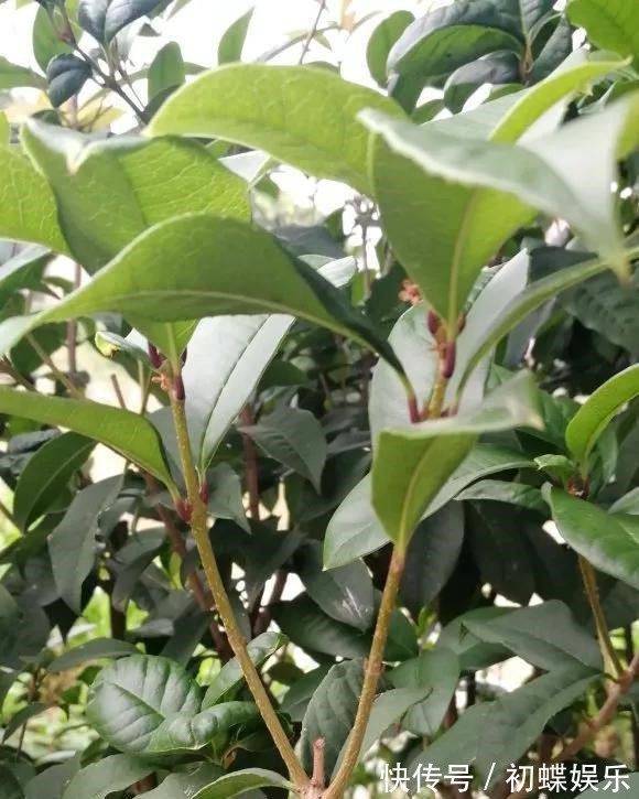 天热了就插4种花,生根快长势好,一插一大盆