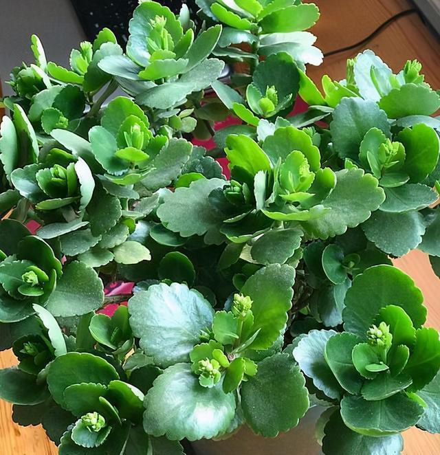 天凉开花|六月养长寿花,这“三位置”提前剪一剪,顺利度夏,天凉开花早