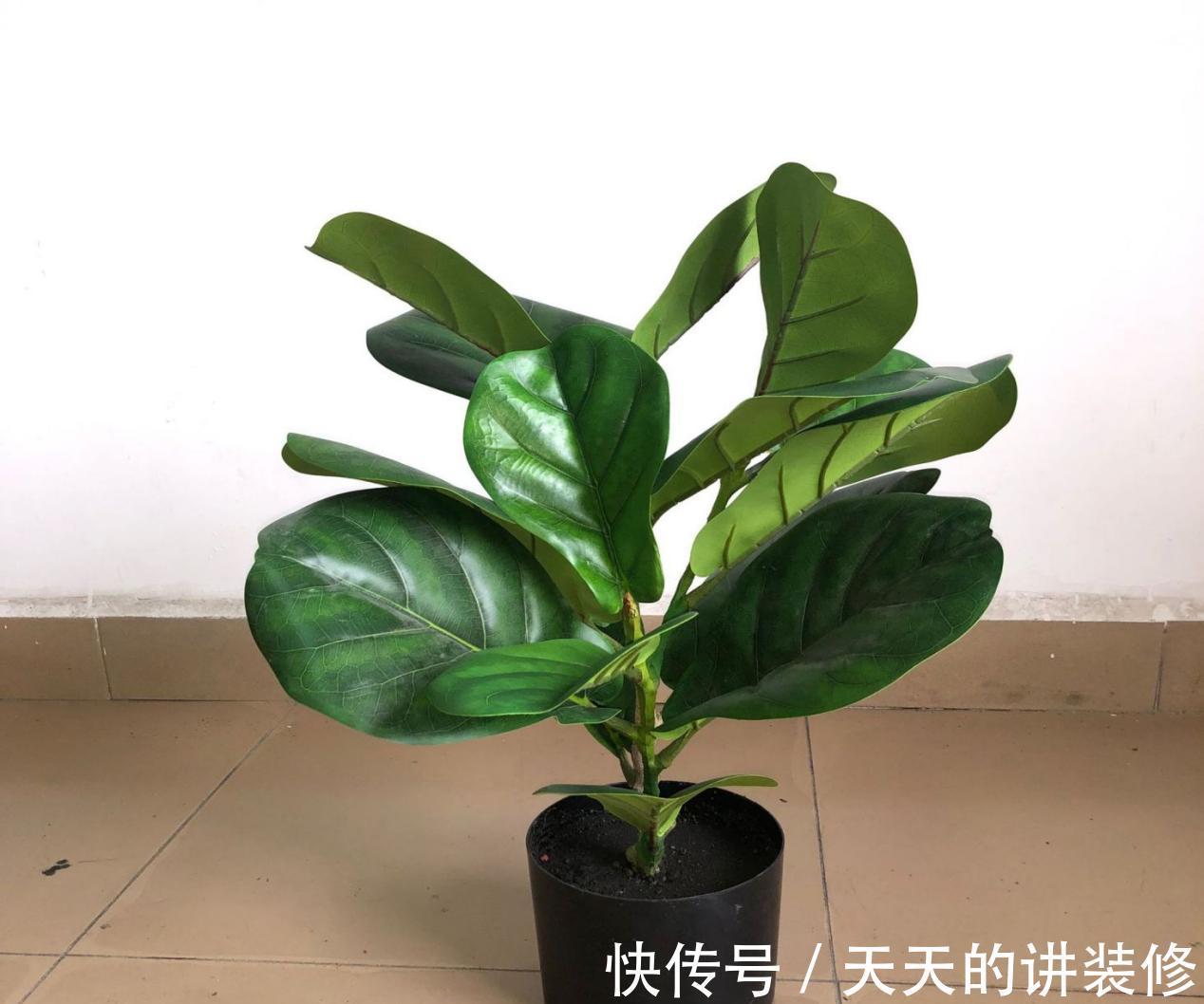 草叶|一款容易被人无视的养花神器,草叶,有4种用法能取代肥料使