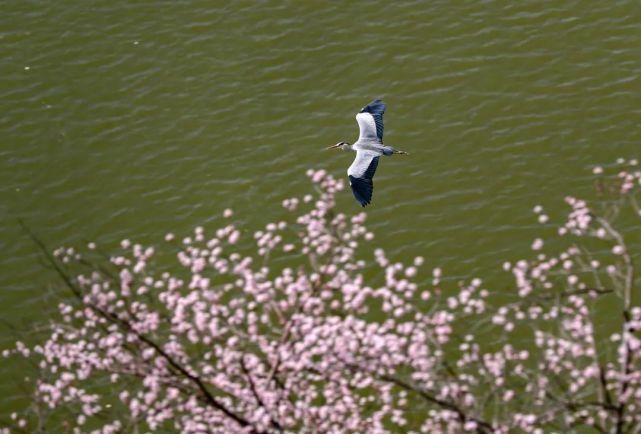 平陆：黄河峭壁 苍鹭鸣春